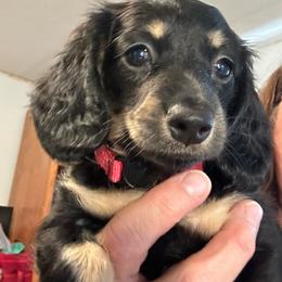 Lyric   2700.00 - Black and cream female Dachshund puppy in Oscoda, Michigan from Northland Dachshunds
