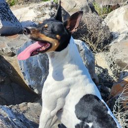 ARCTIC - Rat Terrier