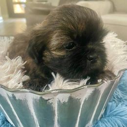 Cavapoo and Shihpoo Puppies from Haus of Doodles