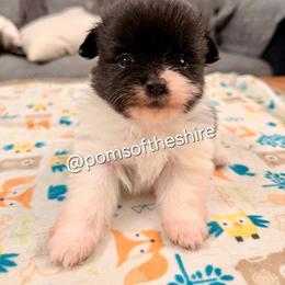 Rosie - Black parti female Pomeranian puppy in Boca Raton, Florida from Poms of The Shire