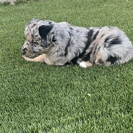 Girl 2 - Blue merle Australian Shepherd puppy in Surprise, Arizona from Magley Ranch Aussies