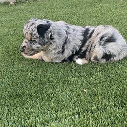 Girl 2 - Blue merle Australian Shepherd puppy in Surprise, Arizona from Magley Ranch Aussies