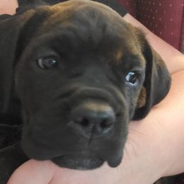 Cane Corso Puppies from King of Kings Cane Corso