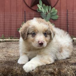 Primrose - Red merle female Miniature Australian Shepherd puppy in Williamson County, Texas from Raising Star Ranch Toy and Mini Aussies