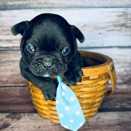 Kosher Dill - Brindle and white male French Bulldog puppy in Tampa Bay, Florida from Woodpecker Ridge Pups