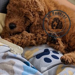 Poodle Puppies from 3C Poodles