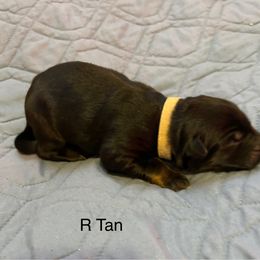 Boy 3 - German Shepherd puppy from Von Cluskey German Shepherds