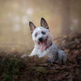 Australian Cattle Dog and Collie Puppies from Blackberry Hills