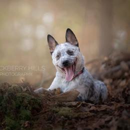 Australian Cattle Dog and Collie Puppies from Blackberry Hills