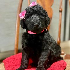 Lucy - Black female Pyredoodle puppy in Willacoochee, Georgia from Kitandkboodle's Doodles