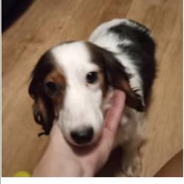 HARLEY - Dachshund