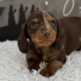 Mocha - Dapple female Dachshund puppy in Colbert, Oklahoma from Brooke Crenshaw