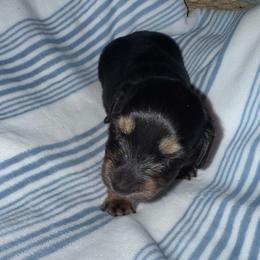 Longhair female mini - Black and tan female Dachshund puppy in Manteca, California from Sweet and Low Dachshunds