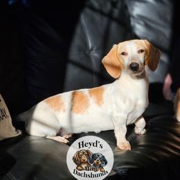 Penny - Piebald female Dachshund puppy in Hoquiam, Washington from Heyd's Mini Dachshunds