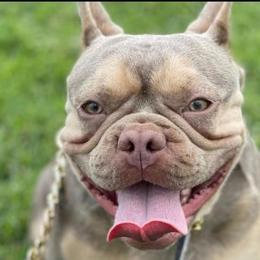 French Bulldogs from Dior The Frenchie