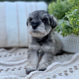 Giant Schnauzer and Miniature Schnauzer Puppies from Hillside Kennels