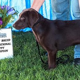 Beagle and Labrador Retriever Puppies from Badland Kennel