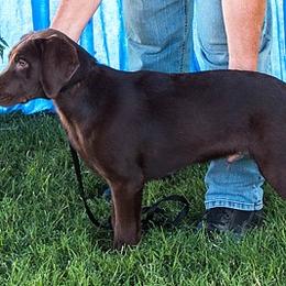 Beagle and Labrador Retriever Puppies from Badland Kennel