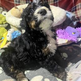 Ember - Tri-color male Bernedoodle puppy in Springfield, Missouri from Doodle Dandy Bernedoodles & Aussiedoodles
