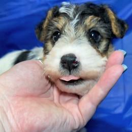 Second-Born Boy - White black and tan male Wire Fox Terrier puppy in Ennis, Texas from Syrayed Farm