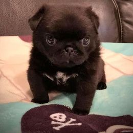 Great Pyrenees, Pekingese, and Pug Puppies from Triptych Kennels