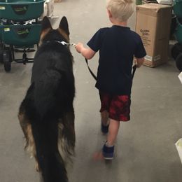 German Shepherds from Riehlhaus German Shepherds