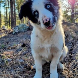 Border Collie Puppies from Bridges Border Collies