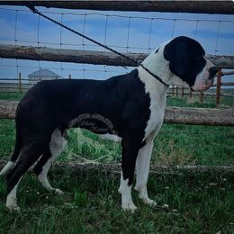Lyric - Mantle female Great Dane puppy in Cheyenne, Wyoming from Viking Kennel