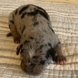 Boy 3 - Blue merle male Catahoula Leopard Dog puppy in Gadsden, Alabama from Rich Cat’s