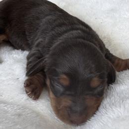 Uno - Chocolate and tan male Dachshund puppy in Wallingford, Kentucky from Hensley Homestead Dachshunds