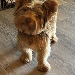 Yorkshire Terrier All Grown Up from Mimi’s AKC Yorkies