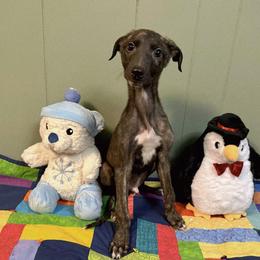 Male 3 - Black brindle and white male Greyhound puppy in Steamboat Rock, Iowa from River Valley Canines