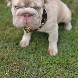 SIMBA - White and fawn male French Bulldog puppy in Miami, Oklahoma from Destiny Jones