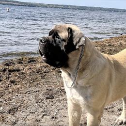 Mastiffs from Bittersweet Lane Mastiffs