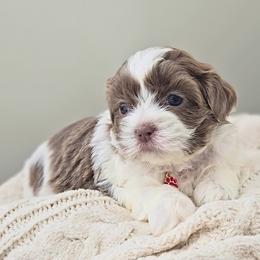 Poppy - Liver and white female Shih Tzu puppy in Republic, Missouri from Kolo House Shihtzus