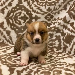 Pembroke Welsh Corgi Puppies from JK Corgis