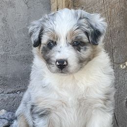 Girl 2 - Australian Shepherd puppy in Eagle Mountain, Utah from Golden Oak Gypsy