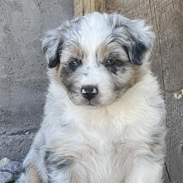 Girl 2 - Australian Shepherd puppy in Eagle Mountain, Utah from Golden Oak Gypsy