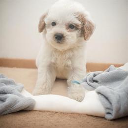 Dolce - Parti male Goldendoodle puppy in Belton, South Carolina from Poodley Doodley Doo