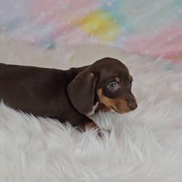 Dachshund Puppies from Newbern's Nuggets