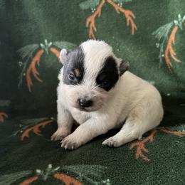 Girl 2 - Blue female Australian Cattle Dog puppy in Irvington, Kentucky from Dry Valley’s Australian Cattle Dogs