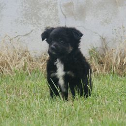 Patsy - Toy Australian Shepherd puppy in Love County, Oklahoma from 6C Aussies