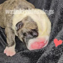 Girl 4 - Brindle Bulldog puppy in Granville, Iowa from Wrinkly Blessings English Bulldogs