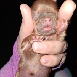 Sissy - Lilac female Shih Tzu puppy in Memphis, Tennessee from Lady and the Tramp