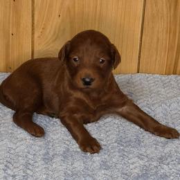 River - Red female Irish Doodle puppy in Bonifay, Florida from Heavenly Poodles