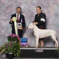 Letty - Dogo Argentino