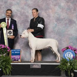 Letty - Dogo Argentino
