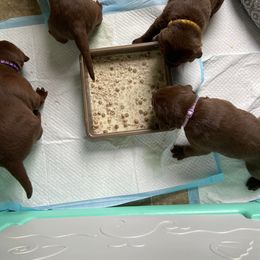 Labrador Retriever Puppies from Rogers Labs