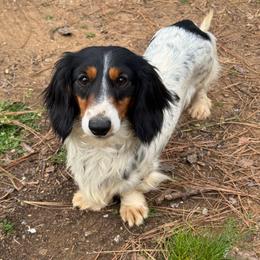 Lavender - Dachshund