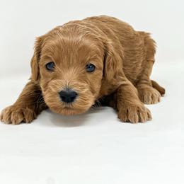 Nani - Red  female Goldendoodle puppy in Davison, Michigan from Dreaming Doodles